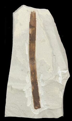 Fossils Horsetail Section (Equisetum) - Green River Formation #45656